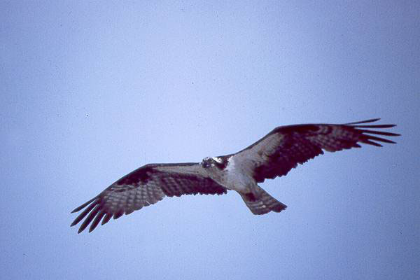 SKSA Fall Migration tour-Osprey